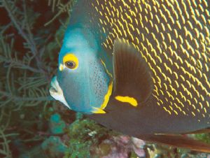 French Angelfish, Grand Cayman, N90s 60mm by Sandy Demi 